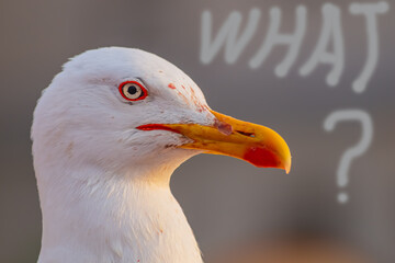 The muzzle of a seagull in close-up and the inscription with the question 