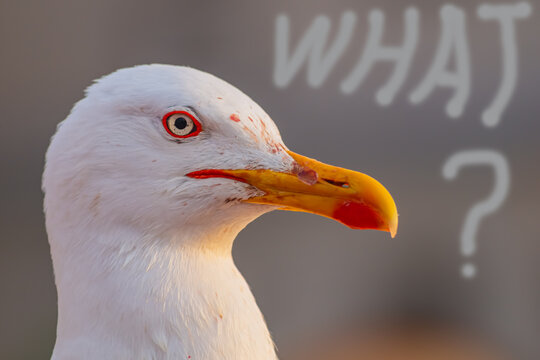 The muzzle of a seagull in close-up and the inscription with the question "What?". For funny illustrations or jokes when someone says all sorts of nonsense. For advertising, unclear situations