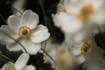 Anemone Blooms
