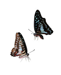 Butterfly bug isolated on white