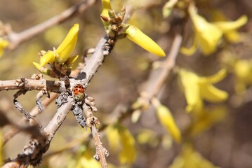 Ladybug on Forsythia 