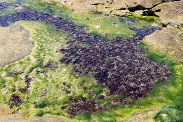 Green algae grow on rocks in salty sea water.