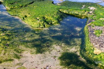 Green algae grow on rocks in salty sea water.