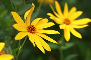 yellow flower