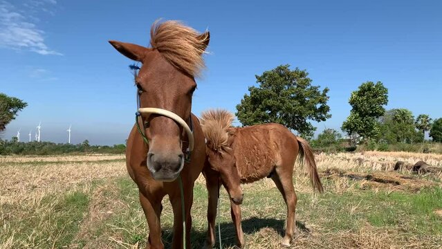 horses with manes and tails fluttering from strong gusts of wind