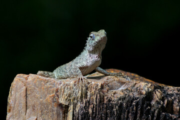 Fototapeta premium lizard chameleon on a rock