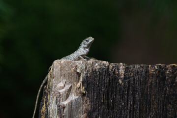 lizard chameleon on a rock