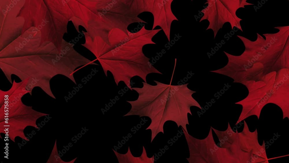Wall mural red maple leaves - windy flying loop - flying animation of red maple leaves