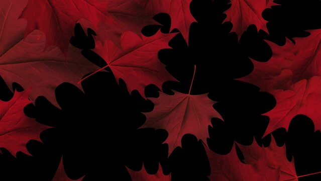 Red Maple Leaves - Windy Flying Loop - Flying animation of red maple leaves
