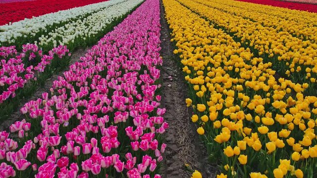 Drone footage of tulips field in Netherlands. Tulips filed are colorful vibrant and bring lot of contrast in one video.  Here we can see Yellow, red, pink and white tulips mainly. 