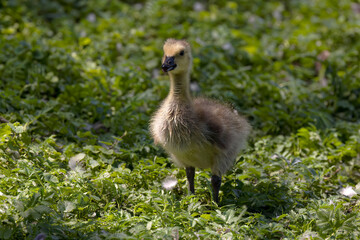 Canada goose - gosling (Branta canadensis) on the meadow.