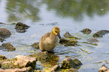 Canada goose - gosling (Branta canadensis) drinking on the shore of the lake