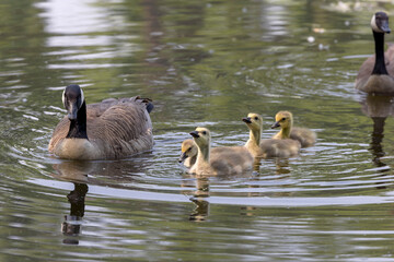 Canada goose ( Branta canadensis) with goslings on lake Michigan.