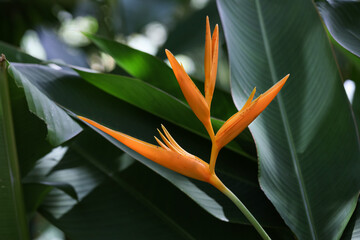 Bird of Paradise flower in shade