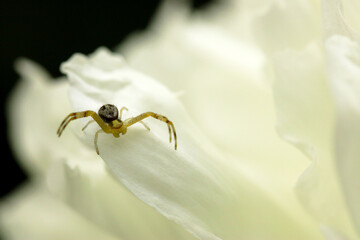 Crab Spider on White 01