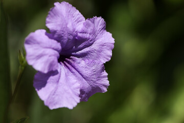 Purple flowers in the garden in Saint Lucia