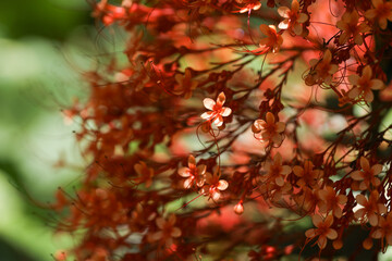 Caribbean flame tree at Botanical Diamond garden of Saint Lucia