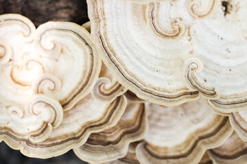 Flat and curvy mushrooms view from the top