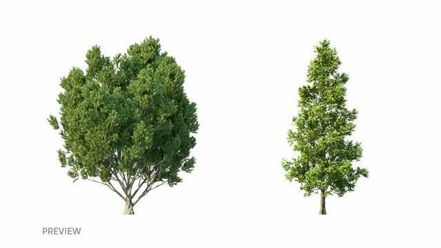 The summer trees are growing, the leaves are fluttering in the wind. Growing trees isolated with alpha.3D animation growth grow from small to large, Trees that move in the wind are alpha channel trees