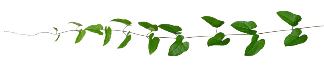 蔦植物のテクスチャー