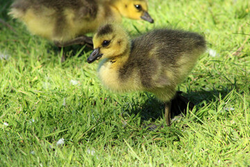 Canada Gosling 18