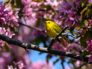 Yellow Warbler Perched in Blooming Tree in Spring	