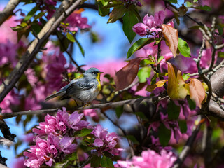 Northern Parula Warbler Perched in Blooming Tree in Spring	