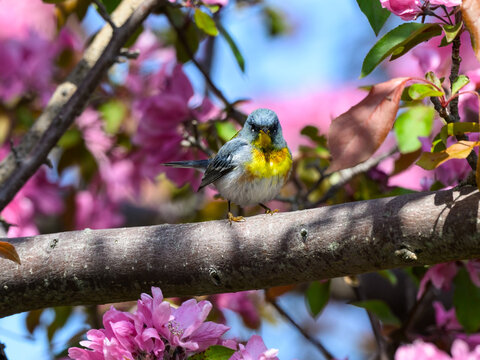 Northern Parula Warbler Perched in Blooming Tree in Spring	