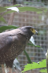Photo of the bido snake eagle at the zoo
