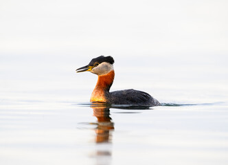 Red Necked Grebe swimming in white water, portrait