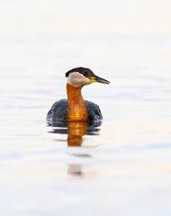 Red Necked Grebe swimming in white water, portrait