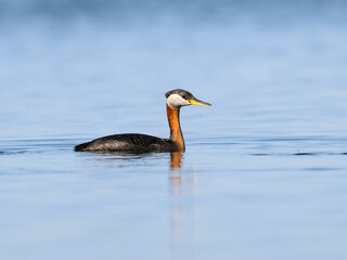 Red Necked Grebe swimming in blue water , portrait