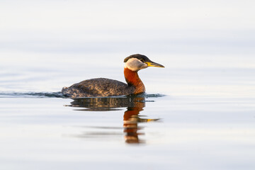Red Necked Grebe with reflection swimming, portrait