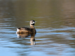 Pied-billed Grebe swimming in blue brown water
