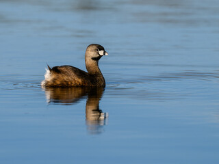Pied-billed Grebe swimming in blue  water