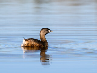 Pied-billed Grebe swimming in blue  water