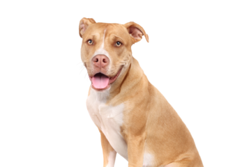 Relaxed dog looking at camera with tongue sticking out. Friendly large puppy dog sitting patiently waiting for something. Female 10 months old Boxer Pitbull mix, white and fawn. Selective focus.