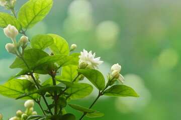 beautiful jasmine white flower blooming on plant,in india known as mogra,jui,chameli,mallika,jai,it...