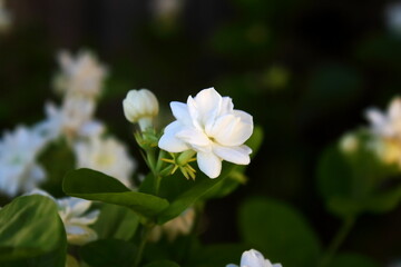 Fototapeta na wymiar beautiful jasmine white flower blooming on plant,in india known as mogra,jui,chameli,mallika,jai,it is national flower of philippines where it is known as sampaguita