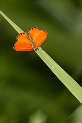 색깔이 너무 고운 나비의 모습