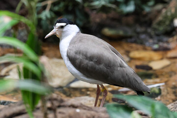 black crowned night heron