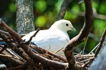 bird in nest