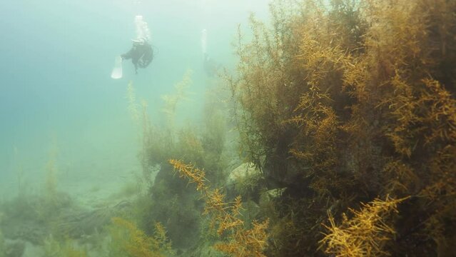 ダイビング動画 佐渡島 虫崎4 海藻