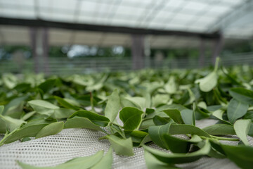 Fresh green tea leaves in drying processing, farm production factory