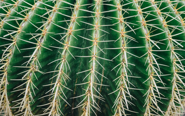 Close up of Golden barrel cactus (Echinocactus grusonii) spines and thorn.