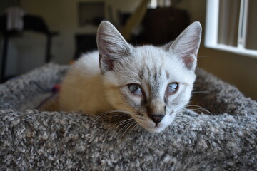 Kitten with Third Eyelid Showing Laying on Scratching Post