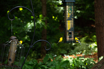 American Goldfinches sit on bird feeder outside in the sun