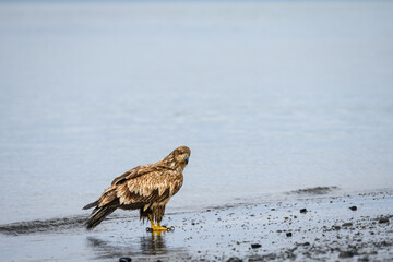 Juvenile bald eagle walking at the tideline on the beach of Homer Spit, AK
