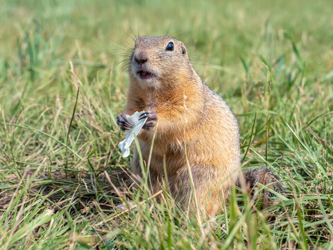 Prairie dog smiling at the camera with a piece of cabbage leaf in paws on a blurred grass lawn background. Close-up