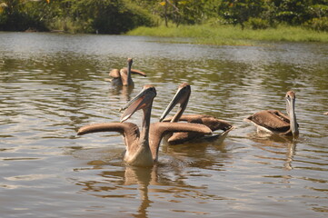 pelicans in the mouth near the sea